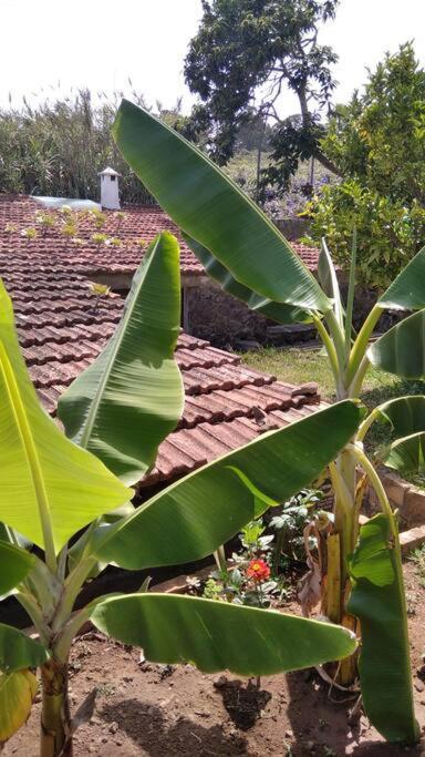 Rural House To Take A Break, La Serreria 25 - Private Garden Tacoronte Bagian luar foto